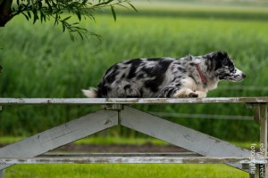 StalMidlerBokaal-71 1024x683